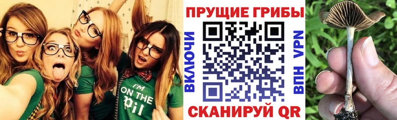 Псилоцибиновые грибы Cubensis  Волчанск 
